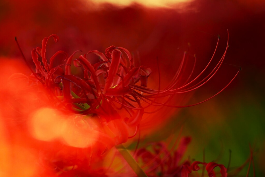 燃える花。