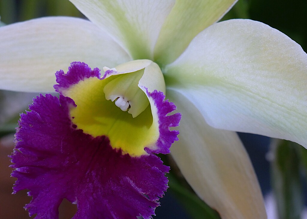 「らん・ラン・蘭 展 2026年」が開催中！