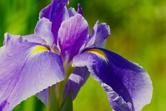⑧ 花菖蒲（ハナショウブ）