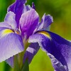 ⑧ 花菖蒲（ハナショウブ）