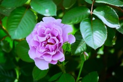 日比谷公園に咲くバラ（3）