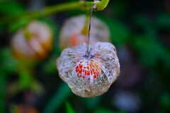 枯れ鬼灯が・・・