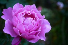 ⑤ 四季の香ローズガーデンの秋バラ