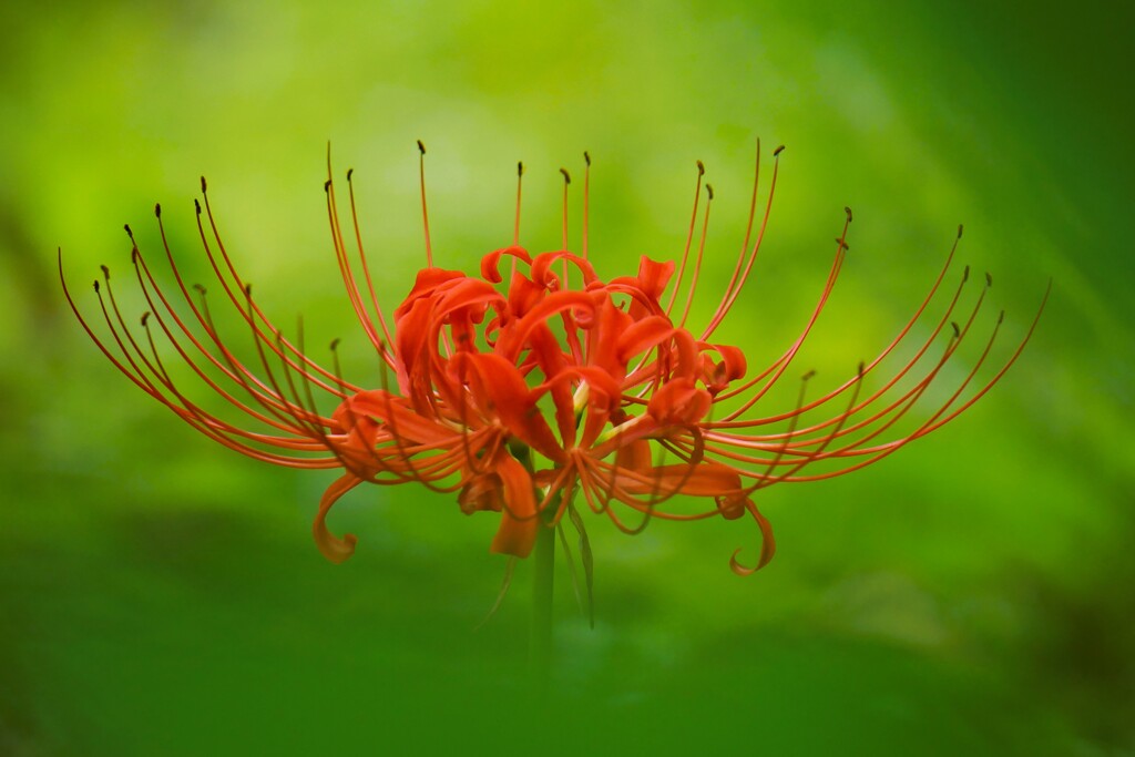 曼珠沙華