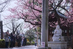 荏原神社の寒緋桜を撮る！