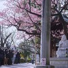 荏原神社の寒緋桜を撮る！