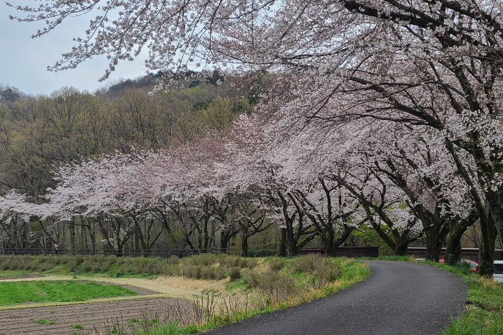 桜並木（4）