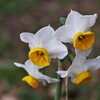 公園内の花壇に咲くスイセン