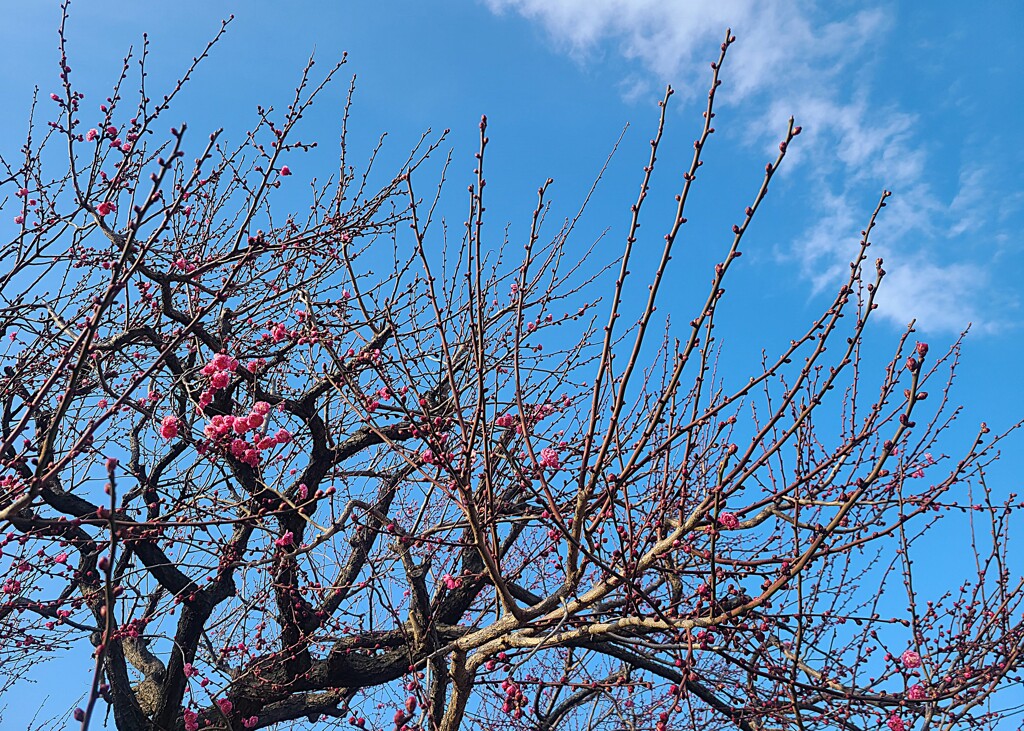 ① 近くの公園にも春が来た！