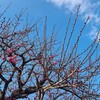 ① 近くの公園にも春が来た！