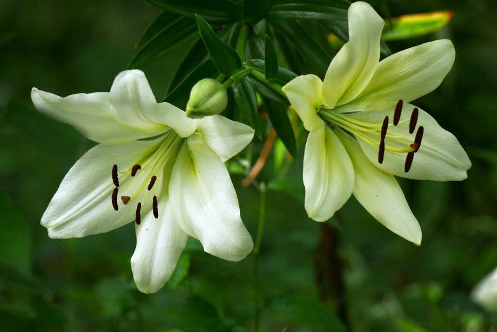 ユリの花が咲き始めました。（3）