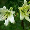 ユリの花が咲き始めました。（3）