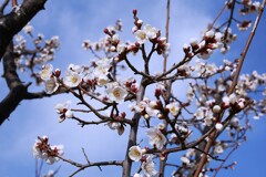 ② 白い梅の花も咲いてました。