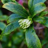 沈丁花は、まだまだですね～
