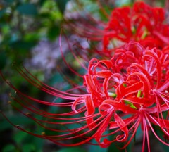 ① 曼珠沙華
