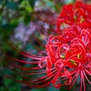 ① 曼珠沙華