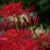 ③ 彼岸花