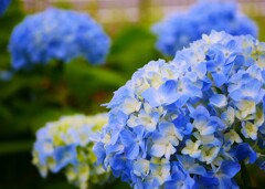 ④ 紫陽花のシーズンが・・・