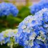 ④ 紫陽花のシーズンが・・・