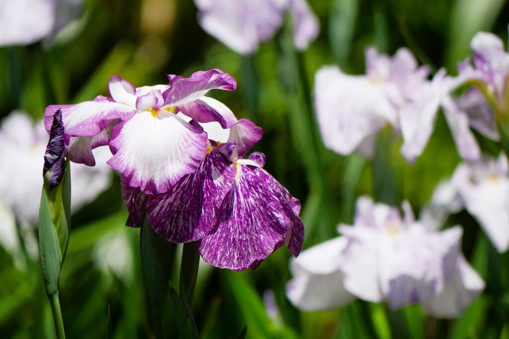 庭園内に咲く花菖蒲（3）
