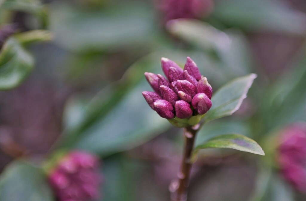 沈丁花（じんちょうげ）の蕾。