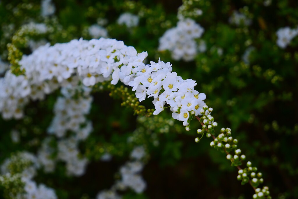 ユキヤナギ