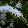 ユキヤナギ