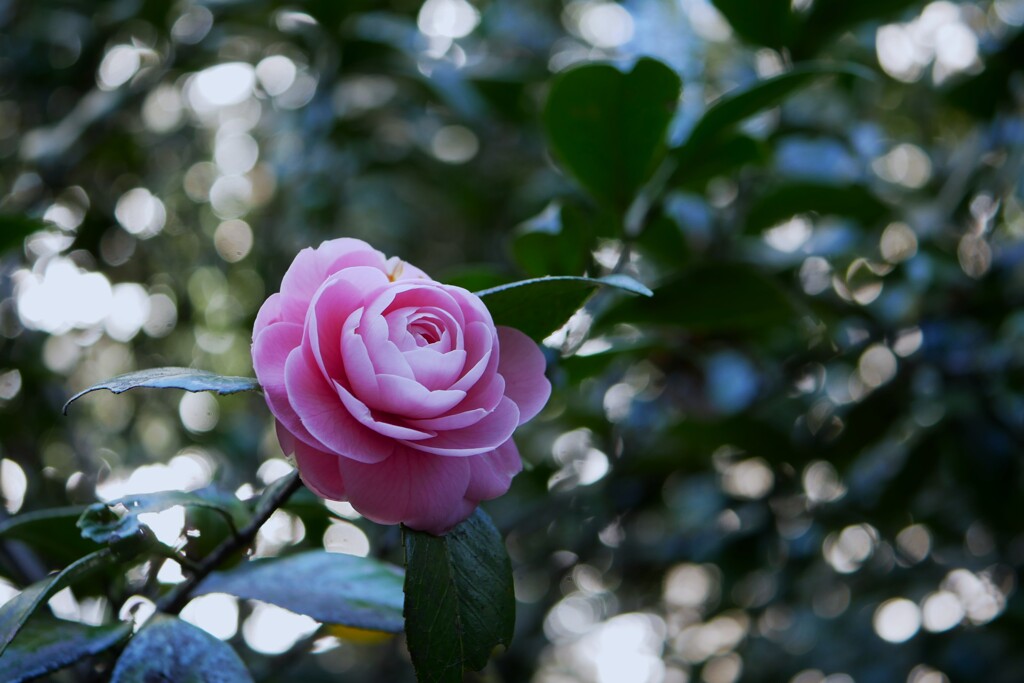 六義園で「乙女椿」を見つけました。