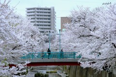 石神井川に架かる根村橋からの眺め