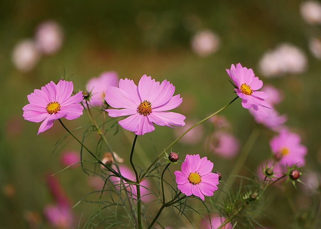 ⑥ 浜離宮恩賜庭園の秋桜