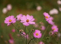 ⑥ 浜離宮恩賜庭園の秋桜