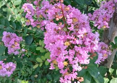 ピンク色のサルスベリの花が・・・