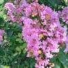 ピンク色のサルスベリの花が・・・