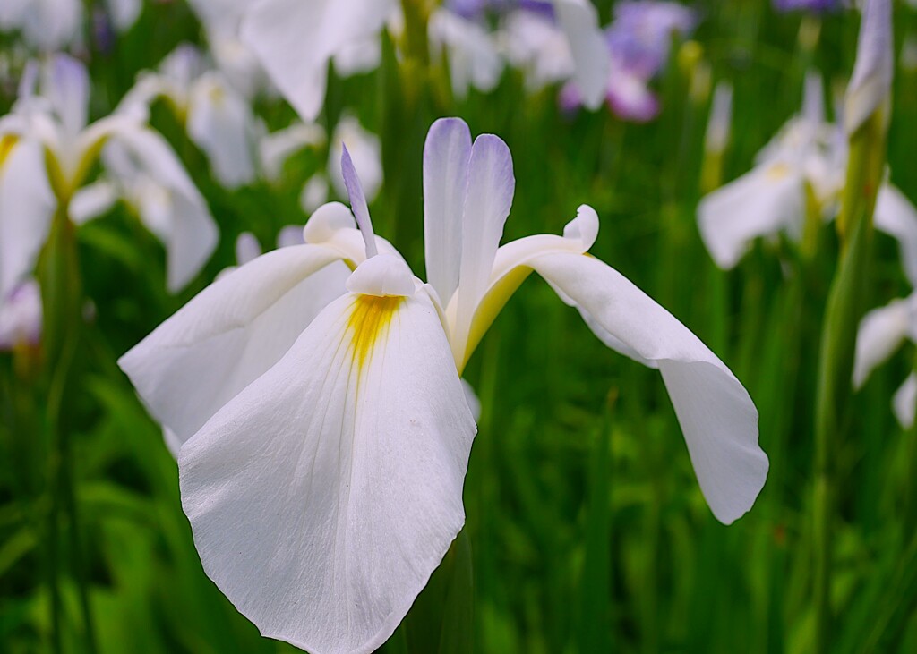 ② 花菖蒲（ハナショウブ）