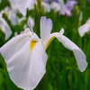 ② 花菖蒲（ハナショウブ）