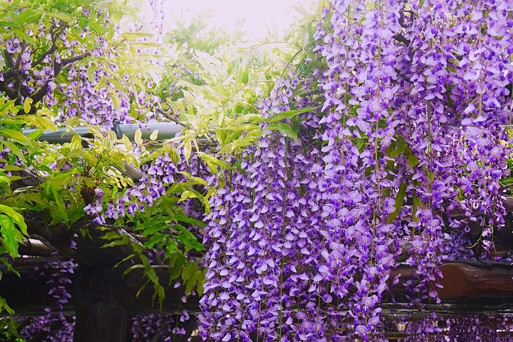 ⑤ 亀戸天神で藤の花を・・・