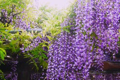 ⑤ 亀戸天神で藤の花を・・・