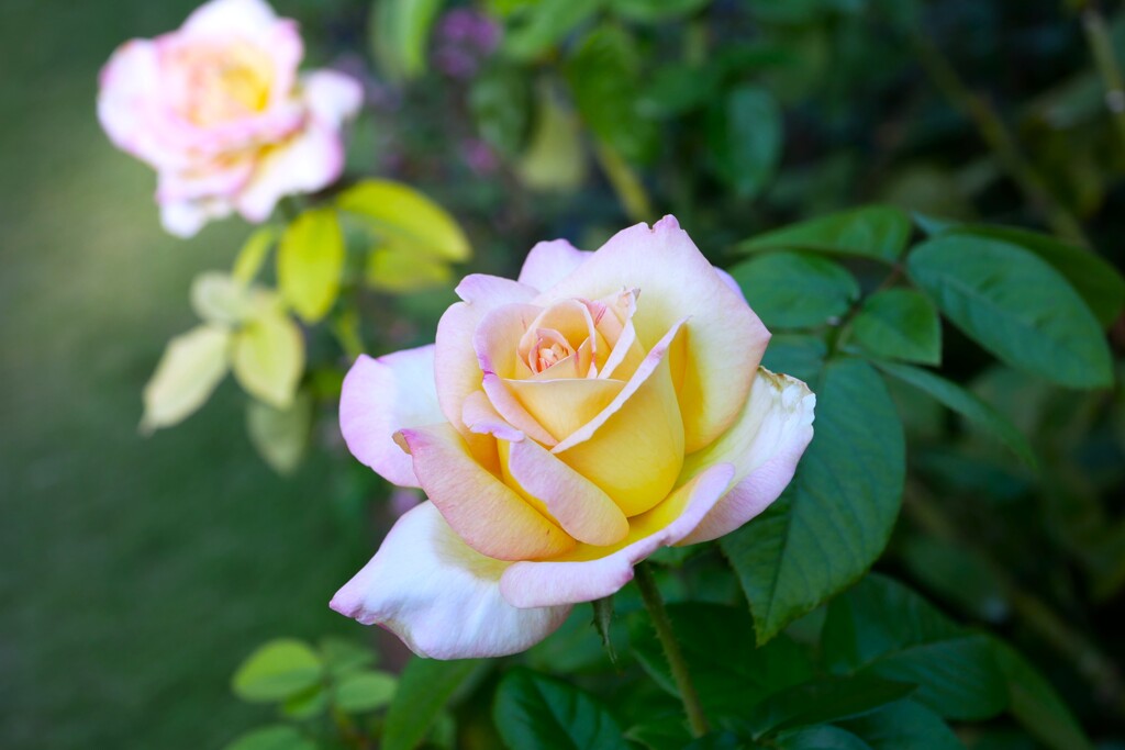 秋の薔薇  ②