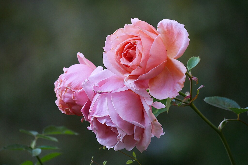 ③ 四季の香ローズガーデンの秋バラ