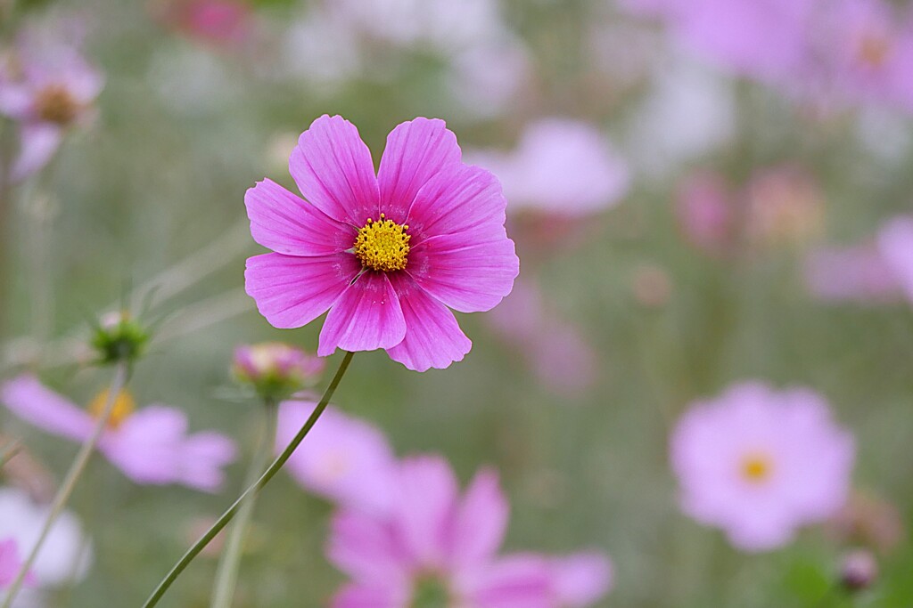 ② 浜離宮恩賜庭園の秋桜