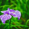ハナショウブ / 花菖蒲