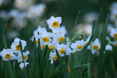 ④ 葛西臨海公園の水仙