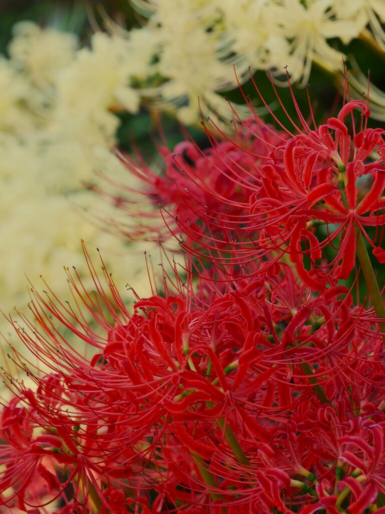 赤と白の花。