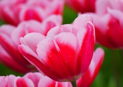 ⑤ チューリップの花が・・・