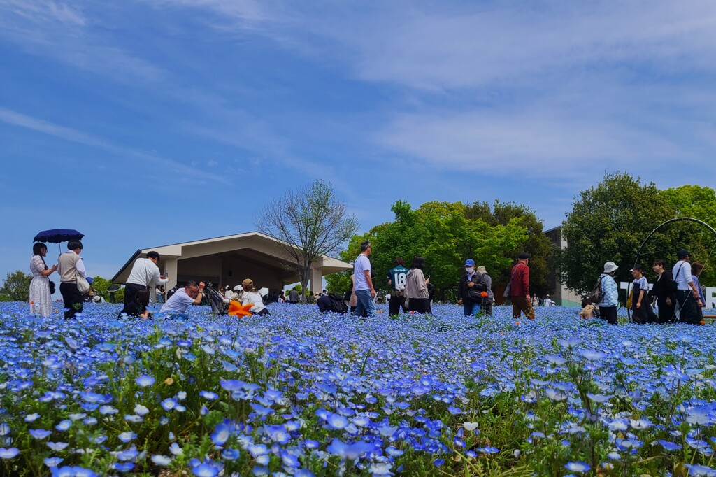 舎人公園 × ネモフィラ花壇（1）