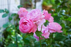 ① お庭のバラが・・・