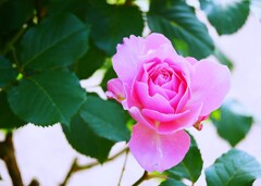 ⑧ 春の薔薇