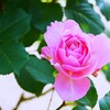 ⑧ 春の薔薇