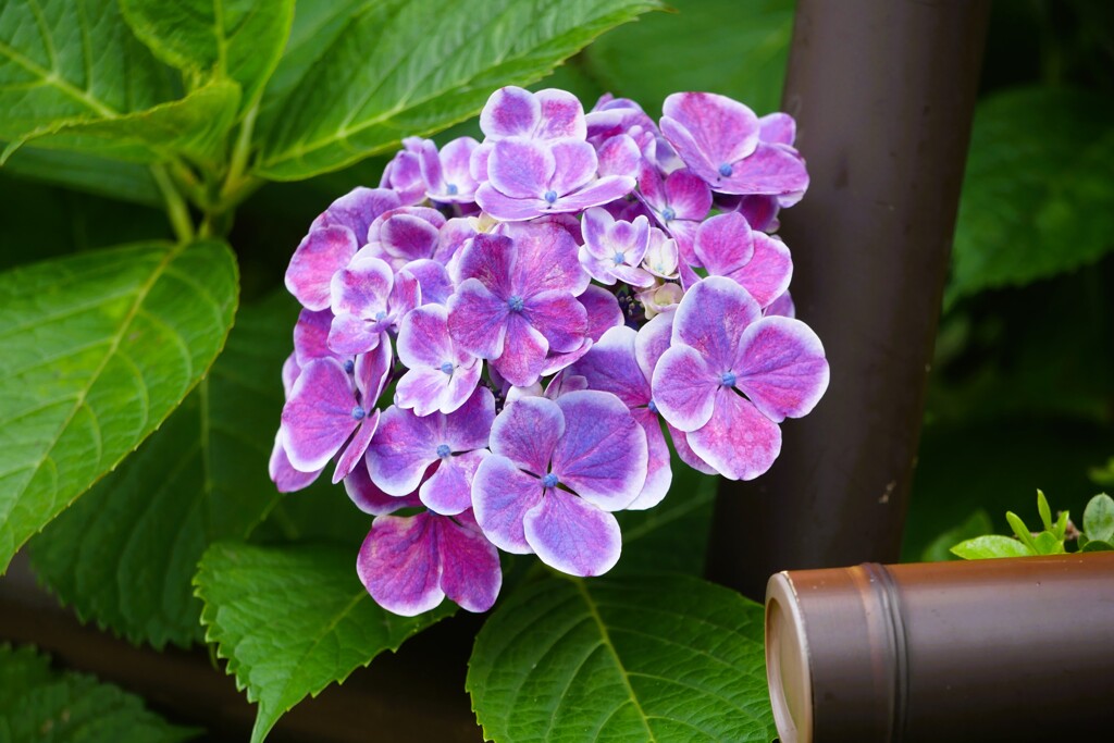 ④ 白山神社のアジサイ