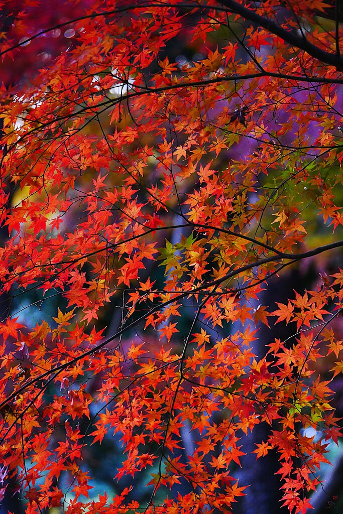 ④ 殿ヶ谷戸庭園の紅葉